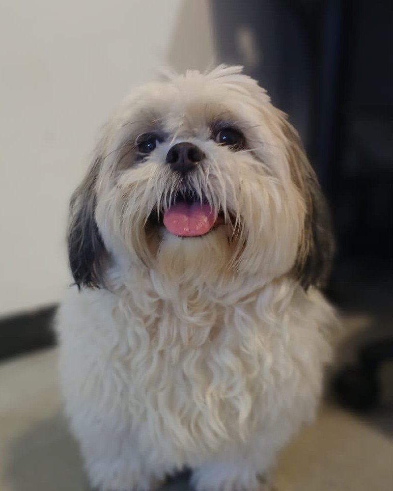 O mesmo cachorro antes do banho e tosa, com o pelo comprido