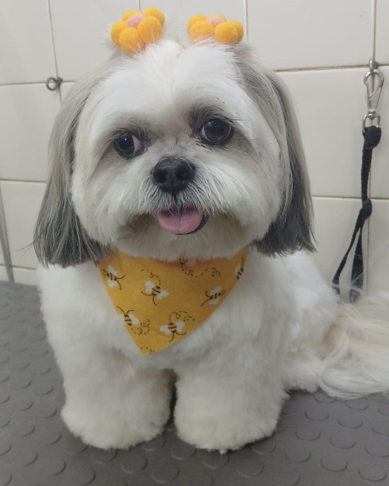 Cachorro depois do banho e tosa na SolPatas, com o pelo aparado, laços e bandana amarela